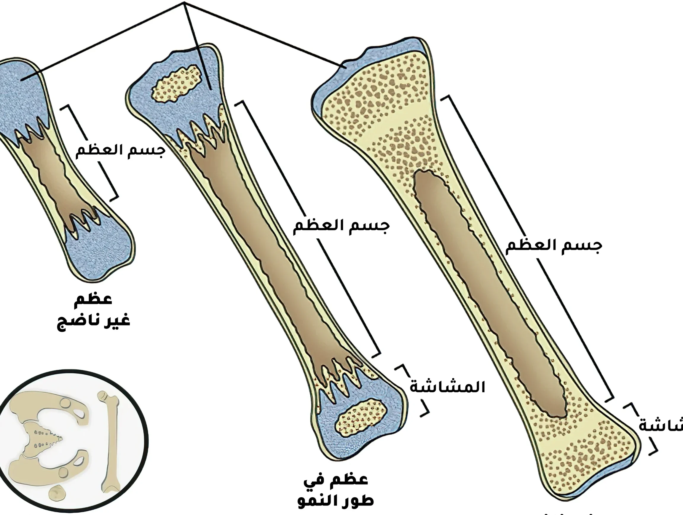 أمثلة على العظام المسطحة وأهميتها في الجسم